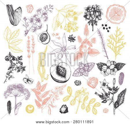 Aromatic Set Vol 3 2