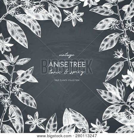 Anise_tree_3_3