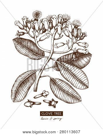 Cloves_tree_1.ai