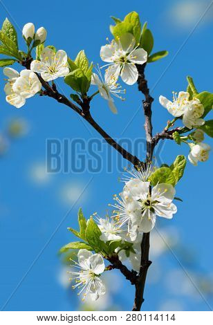 Flowering Of Cherry In A Garden On A Background Blue Sky.