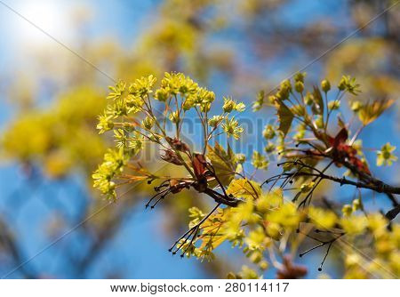 Beautiful Yellow Flowers Blossom On Trees. Closeup