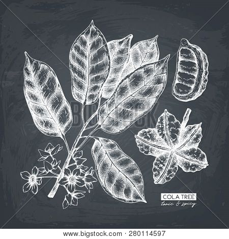 Cola_tree_2
