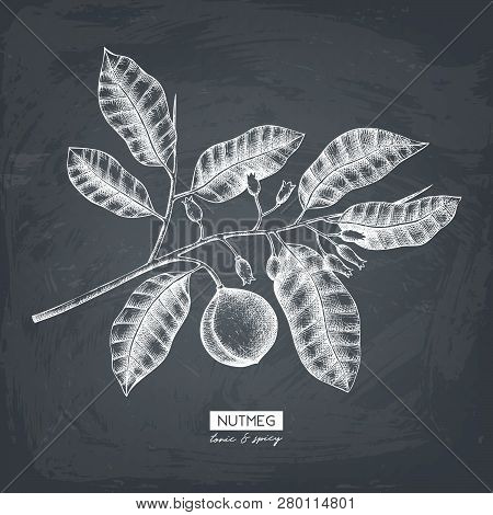 Nutmeg_2