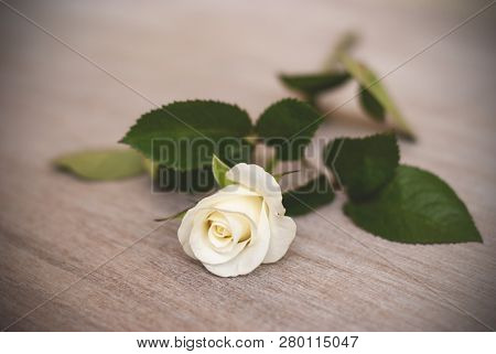 White Rose On The Table, Cream Rose, Vignette