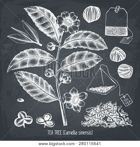Chinese Tea_3.ai