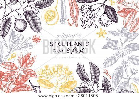 Vector Card Design With Hand Drawn Spices. Decorative Background With Aromatic And Tonic Fruits Plan