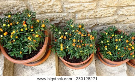 String Pots With Ornamental Nightshade On The Stairs