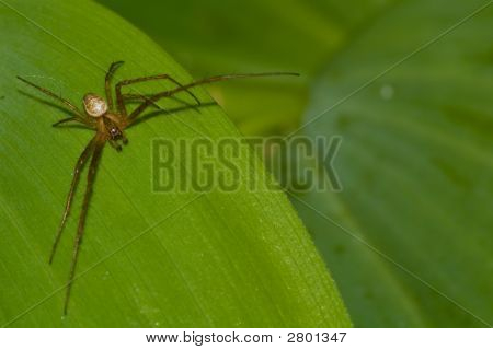 Araña sobre la hoja verde