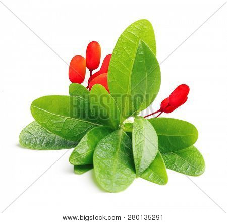 Green coca leaves isolated on a white background