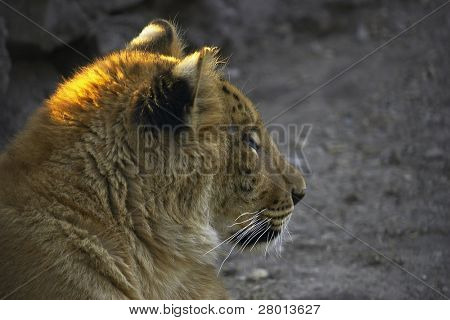 LIGR (hybride lion et Tigre)
