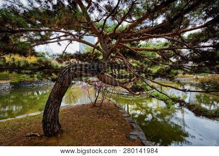 Pine tree in Yeouido Park public park in Seoul, Korea
