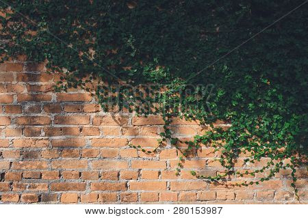 The Wall Is Made Of Brick And Then Painted In White. There Are Creepers On The Left Wall. This Wall