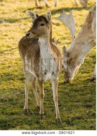 Deer