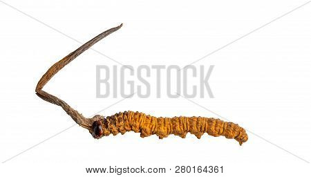 Cordycepe Sinensis (chong Cao, Dong Chong Xia Cao) Or Mushroom Cordyceps This Is A Herbs On Isolated