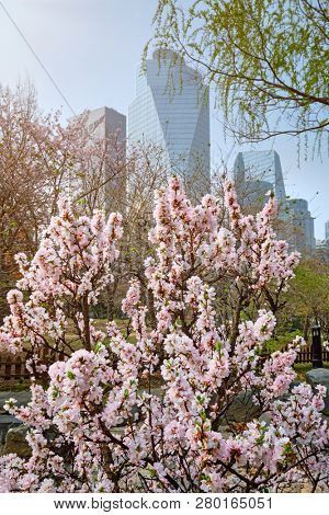 Blooming sakura blossoms flowers in Yeouido Park public park in Seoul, Korea