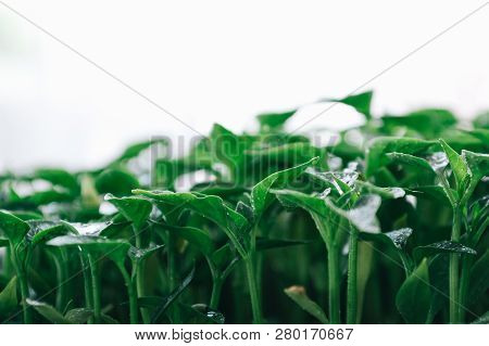 Green Leaves On A Young Pepper On A White Background.