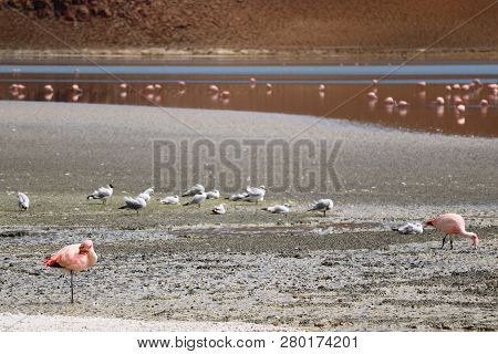 Pink Flamingos And Seagulls Grazing At Laguna Hedionda, The Saline Lake In Bolivian Altiplano, Potos