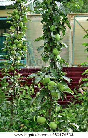 The Columnar Apple Is Natural Clone Of An Apple Tree That Has No Side Branches
