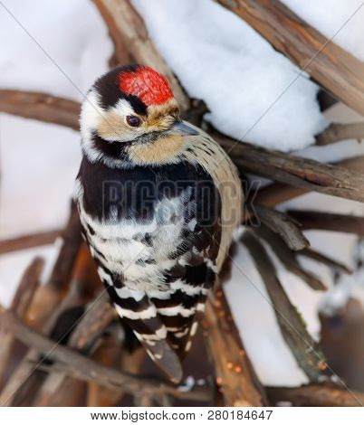 Lesser Spotted Woodpecker Examining Snowy Branches In Winter