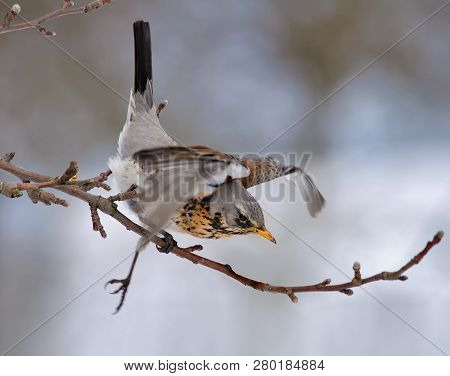 Fieldfare Falling From Apple Tree Branch And Helping Itself With Wings