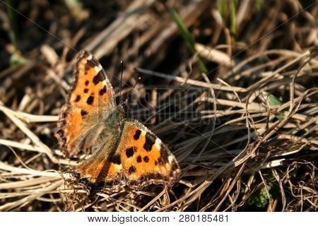 Butterfly Sits On Spreading Grass Summer Time