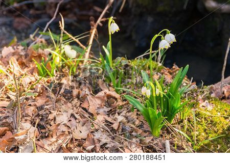 First Flowers In Springtime. Spring Snowflake Also Called Leucojum On A Blurred Background Of Forest