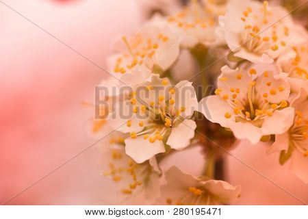 Flowers Of Nanking Cherry, Prunus Tomentosa, Korean, Manchu, Downy, Shanghai, Ando, Mountain, Chines