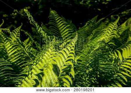 Ferns In The Forest, Latvia. Beautyful Ferns Leaves Green Foliage. Close Up Of Beautiful Growing Fer
