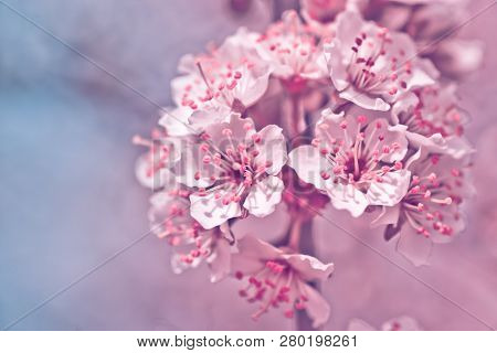 Flowers Of Nanking Cherry, Prunus Tomentosa, Korean, Manchu, Downy, Shanghai, Ando, Mountain, Chines