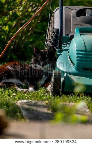 Outdoor Shot Of Green Lawnmower And Cat. Electric Lawn Mower In Green Grass. Cat Sleeping Near Elect
