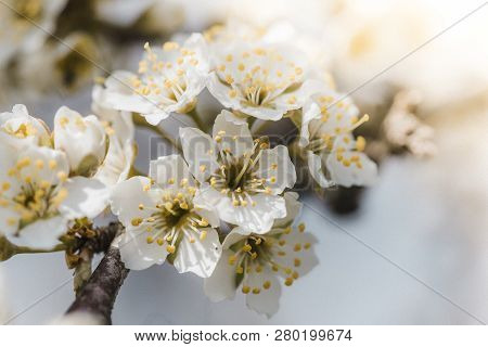 Flowers Of Nanking Cherry, Prunus Tomentosa, Korean, Manchu, Downy, Shanghai, Ando, Mountain, Chines