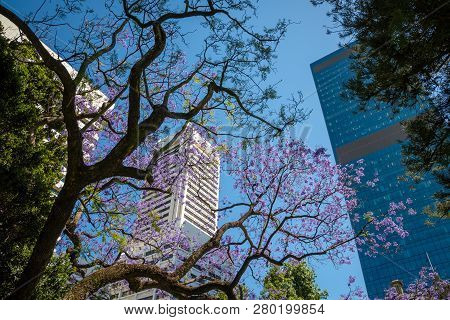Upwards View Out Of Stirtling Gardens In Perth Towards High Skyscrapers In The Downtown District