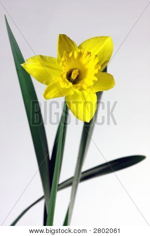Narcissus