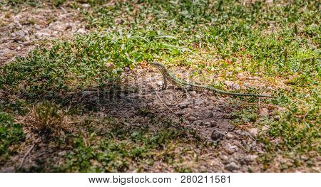 Lizard Walking On The Grass In Nature In Portugal