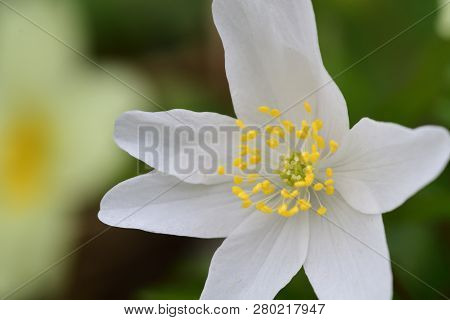 Close Up Of A Wood Anemone Flower In Bloom