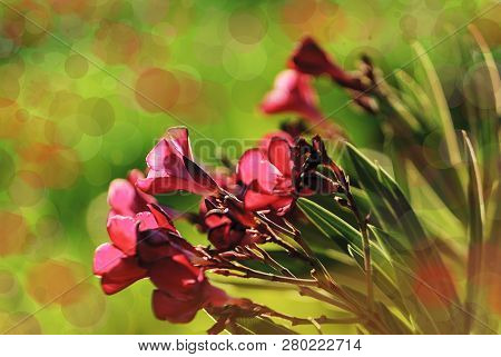 Backlight Of Pink Flowers At Sunset. Bokeh Effects.