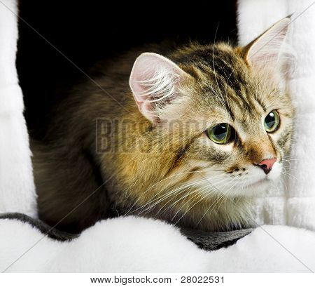 şeritli siberian kedi evinde