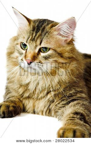 Beyaz arka plan üzerinde izole şeritli siberian kedi