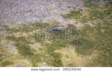 Desert Pupfish In Salt Creek In Death Valley National Park In California