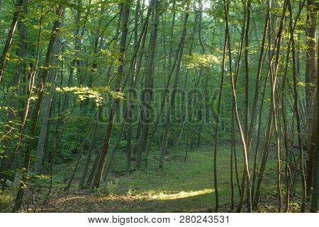 Thickly Forested Walking Trail Hides Glacial Ledges At Connors Farm Conservation Area In Smithfield,