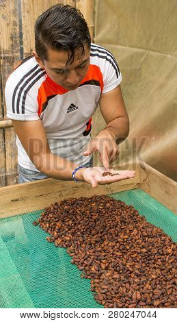 Yumbos Chocolate, Mindo, Ecuador, Dec 7, 2017 - Man Shows Chocolate Beans Spread Out To Dry