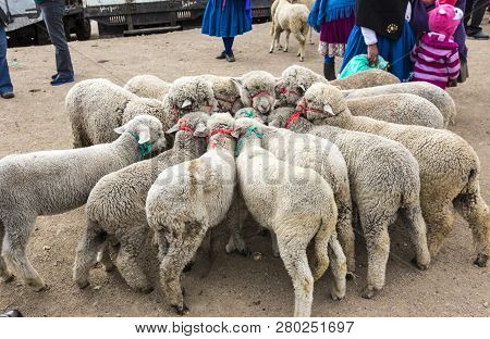 Canar, Ecuador - July 12, 2015 - Sheep Are Tied Into Circles At The Saturday Animal Market For Sale