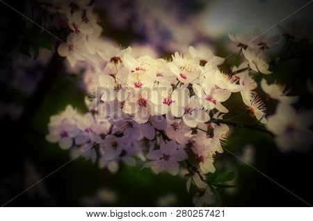 Flowers Of Cherry Tree Blossom, Macro With Shallow Depth Of Feald