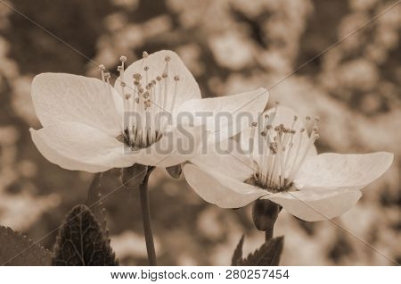 Flowers Of Cherry Tree Blossom, Macro With Shallow Depth Of Feald, Sepia