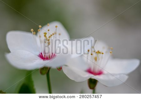 Flowers Of Cherry Tree Blossom, Macro With Shallow Depth Of Feald