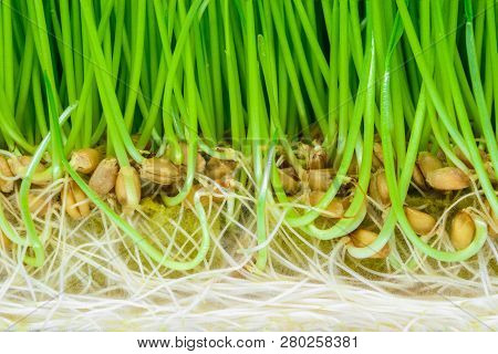 Background Surface Of Crosscut Sprouted Wheat With Visible Green Shoots, Seeds And White Roots