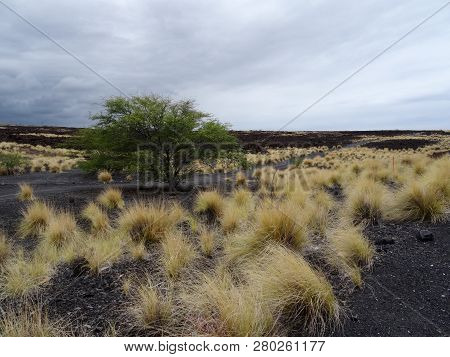 Typical Landscape Of Big Island With Lava Rocks, Hawaii
