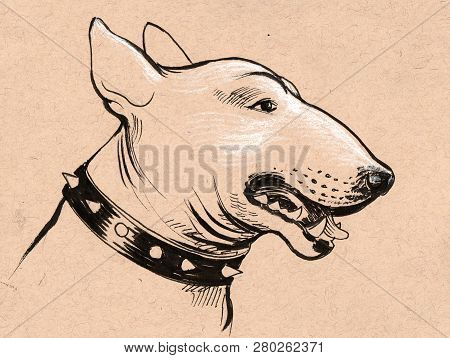 Pit Bull Terrier Head. Ink And Chalk Drawing