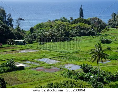 View Of Some Farm Fields On The Keanae Peninsula On Maui, Hawaii