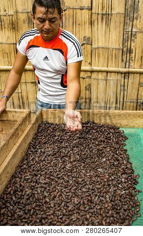 Yumbos Chocolate, Mindo, Ecuador, Dec 7, 2017 - Man Shows Chocolate Beans Spread Out To Dry